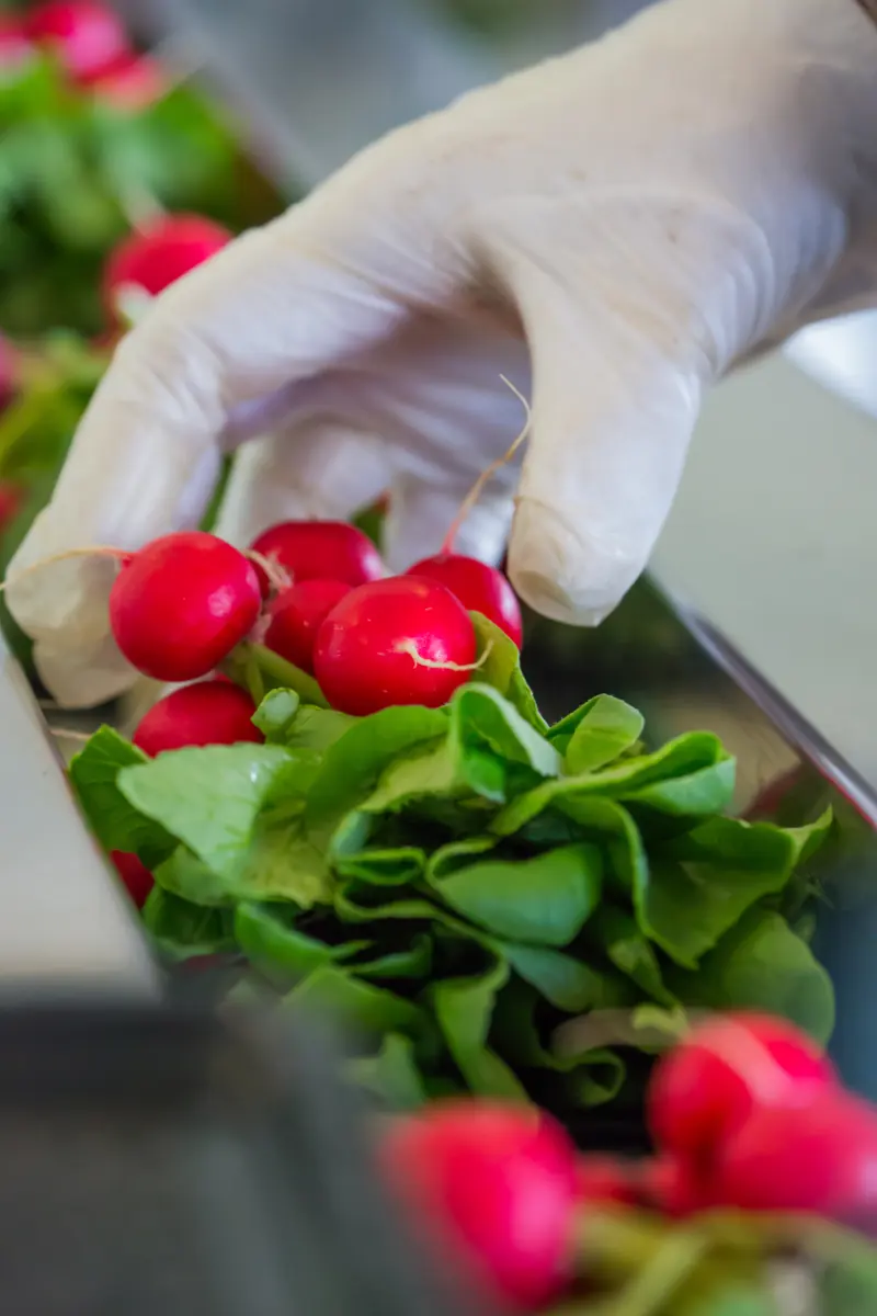 Radijs wordt met handschoenen ingepakt