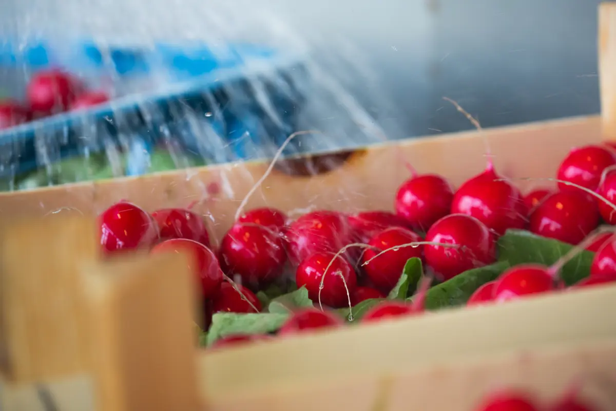 Radijs wordt gewassen in kratten