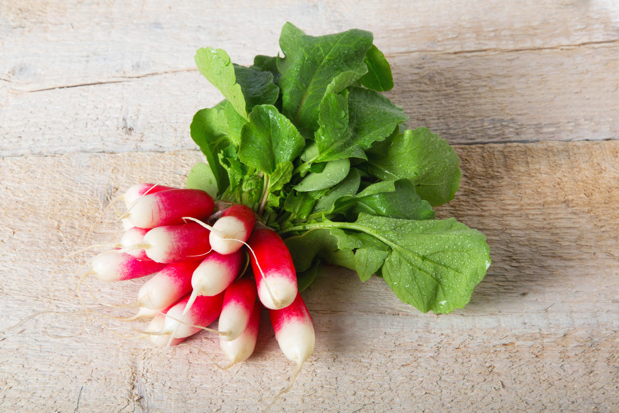 Bosje witpuntradijs met vers groen blad op hout